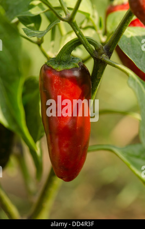 Baccelli di stagionati Rosso peperoncini jalapeno sulla pianta. Malaga, Spagna. Foto Stock