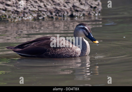 Spot cinese fatturati anatra (poecilorhyncha zonorhyncha) Foto Stock