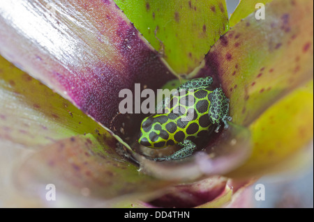 Ranitomeya imitatore su bromeliad leaf Foto Stock