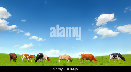 Le mucche in un verde pascolo estivo Foto Stock