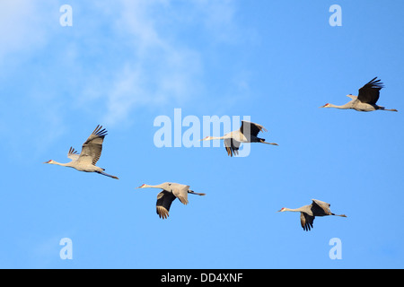 Sandhill gru (Grus canadensis) in volo Foto Stock