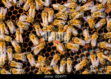 Il miele delle api (Apis mellifera) queen e dei lavoratori Foto Stock