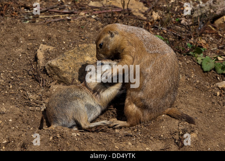 Nero Tailed Prairie Dog (cynomys ludovicianus) adulto e kit coccole Foto Stock