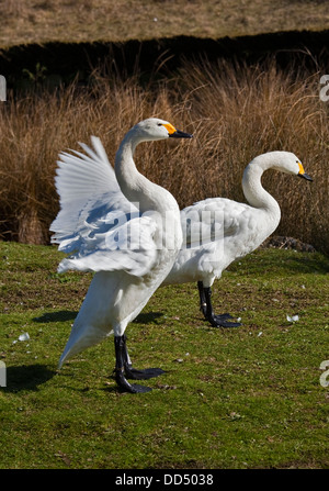 Bewick's cigni (cygnus columbianus) Foto Stock