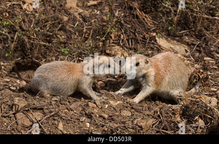 Nero Tailed Prairie Dog (cynomys ludovicianus) novellame giocando Foto Stock