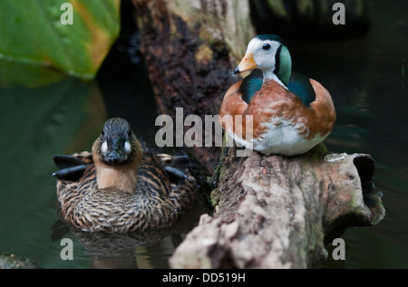 Bianco africano backed Duck (thalassornis leuconotus lecuconotus) e Oca nana africana (nettapus auritus) maschio Foto Stock