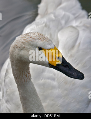 Bewick's Swan (cygnus columbianus) Foto Stock