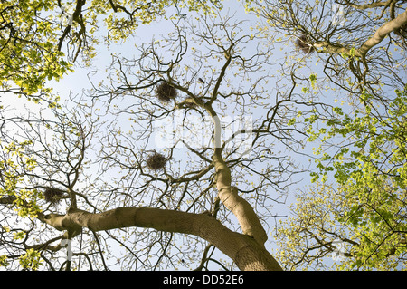 I corvi nidifica in un bosco ceduo di faggio nel Wiltshire, Regno Unito Foto Stock