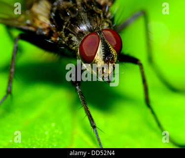 Macro closeup di una mosca arroccato su di un impianto. Foto Stock