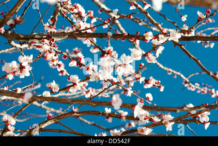 La molla fiore bianco succursali sul cielo blu come sfondo Foto Stock