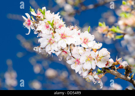 White fioritura primaverile ramo di albero di albicocche su sky Foto Stock