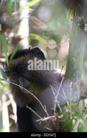 Scimmia dorata primate specie in via di estinzione sat alert tra la sua nativa il bambù nel Parco nazionale di Virunga Ruanda Africa orientale Foto Stock