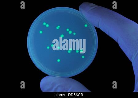 I batteri trasformati colonie contenenti un gene di medusa per GFP (Green fluorescent protein) causando la bioluminescenza verde. Foto Stock