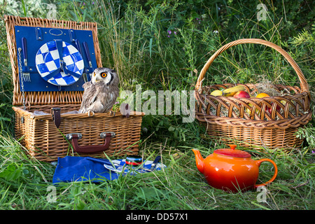 Woodland picnic con scena di fronte bianco-assiolo (Ptilopsis granti) appollaiato sul cesto da picnic Foto Stock