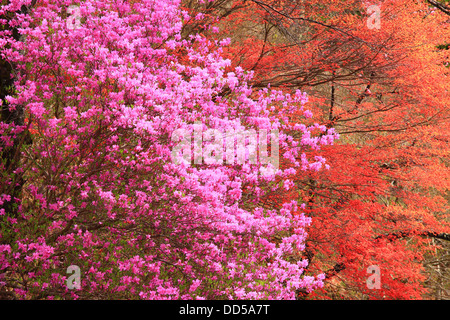 Fiori di Pesco, Prefettura di Nagano Foto Stock