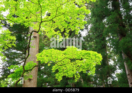 Verde, nella prefettura di Aichi Foto Stock