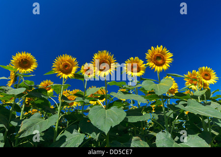 Campo di girasoli e cielo Foto Stock