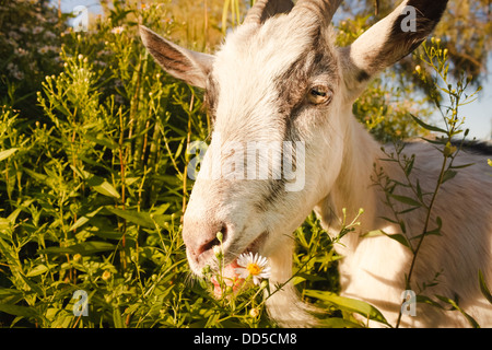 Capra di mangiare un camomiles su un verde prato Foto Stock