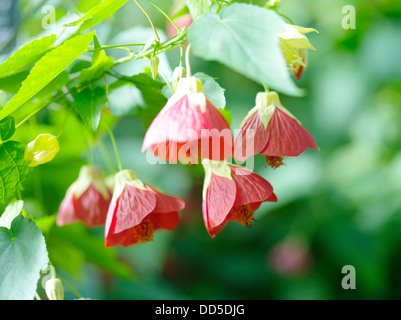 Cinese fiori a campana Foto Stock