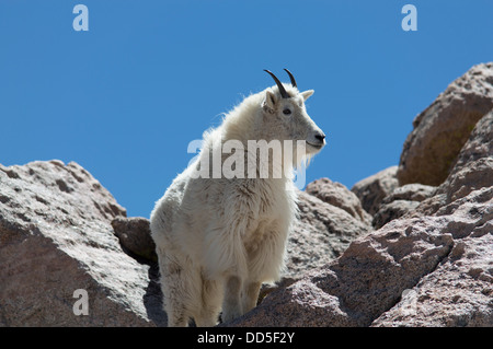 Capre di montagna sul Monte Evans vicino a Denver, Colorado, STATI UNITI D'AMERICA Foto Stock