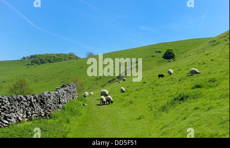 Pecora che pascola in High Peak District Derbyshire England Regno Unito Foto Stock