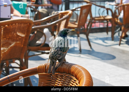 Bird seduto su una sedia in una street cafe Foto Stock