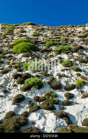 Piante che crescono su chalk cliffs, Brighton, Regno Unito Foto Stock