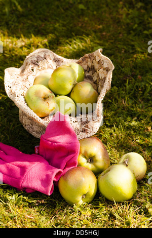 Raccolte granatiere mele raccolte in una raffia hat con guanti da giardinaggio Foto Stock