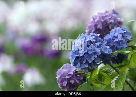 I fiori delle ortensie Foto Stock