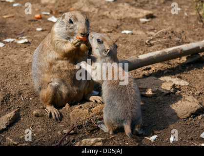 Nero Tailed Prairie Dog (cynomys ludovicianus) adulto e kit Foto Stock