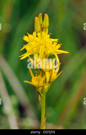 Bog Asfodelo - Narthecium ossifragum giglio giallo fiore Foto Stock