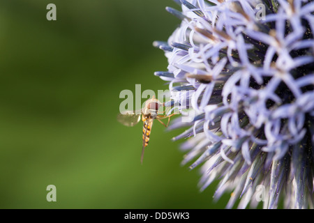 Passare il puntatore del mouse sul fly viola allium Foto Stock