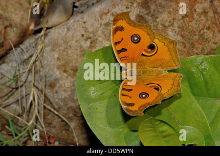 Un pavone pansy butterfly appoggiata su una foglia. Foto Stock