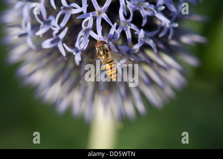 Passare il puntatore del mouse sul fly viola allium Foto Stock