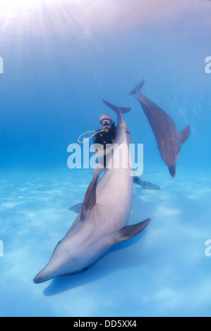Subacqueo e due delfini Bottlenose (Tursiops truncatus), il delfinario, Odessa, Oblast di Odessa, Ucraina, Europa