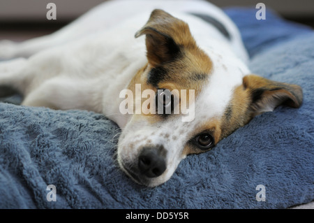 Cute cane misto razza rilassante sul suo letto Foto Stock