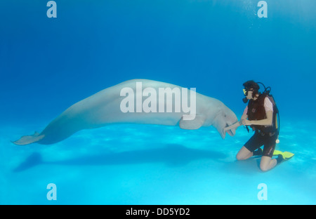 Scubadiver femmina e Beluga, balena bianca (Delphinapterus leucas), il delfinario, Odessa, Oblast di Odessa, Ucraina, Europa Foto Stock