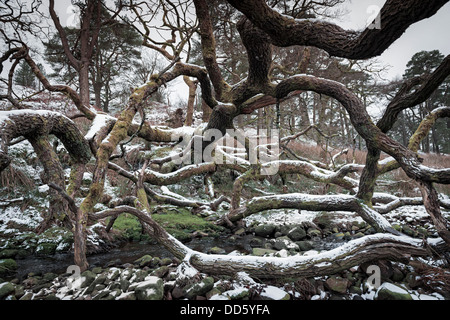 Contro tutte le previsioni, un albero caduto continua a crescere in una direzione orizzontale risultante in un pauroso cercando groviglio di rami. Foto Stock