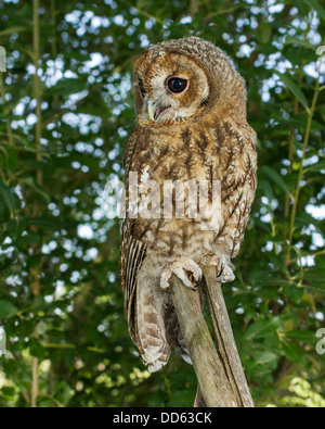 Argento Allocco (Strix aluco) arroccato su un ceppo di albero Foto Stock