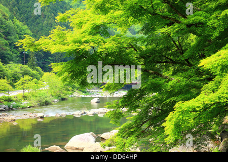 Verde, nella prefettura di Aichi Foto Stock