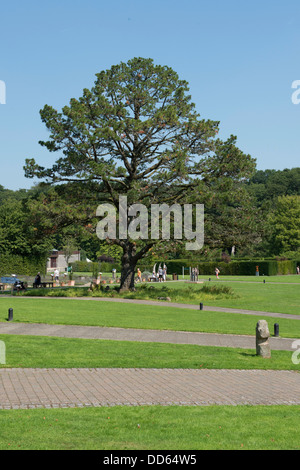 Albero nel parco Foto Stock