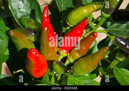 Hot Italian Etna Peperoncino (Capsicum annuum), noto anche come Stromboli peperoncini rossi, maturazione in sun. Regno Unito, 2013. Foto Stock