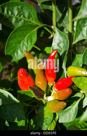 Hot Italian Etna Peperoncino (Capsicum annuum), noto anche come Stromboli peperoncini rossi, maturazione in sun. Regno Unito, 2013. Foto Stock