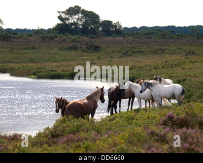 Pony accanto a Hatchet stagno, New Forest, Hampshire, Regno Unito 2013 Foto Stock