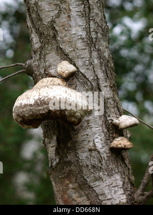 Birch Polypore, Piptoporus betulinus noto anche come il rasoio Strop fungo Foto Stock