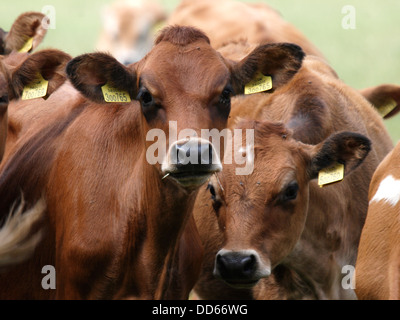 Jersey di vitelli, Dorset, Regno Unito 2013 Foto Stock