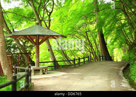 Verde, nella prefettura di Aichi Foto Stock