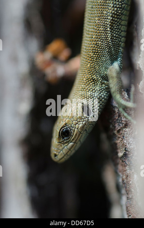 Ritratto di giovane lizard Foto Stock
