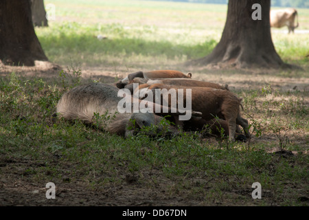 Suini Turopolje ancora free roaming nelle pianure alluvionali di Lonjsko polje Il parco di natura in Croazia e in allattamento il loro giovane. Foto Stock