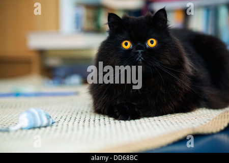 Maschio nero cat cercando curiosamente alla fotocamera foto Foto Stock